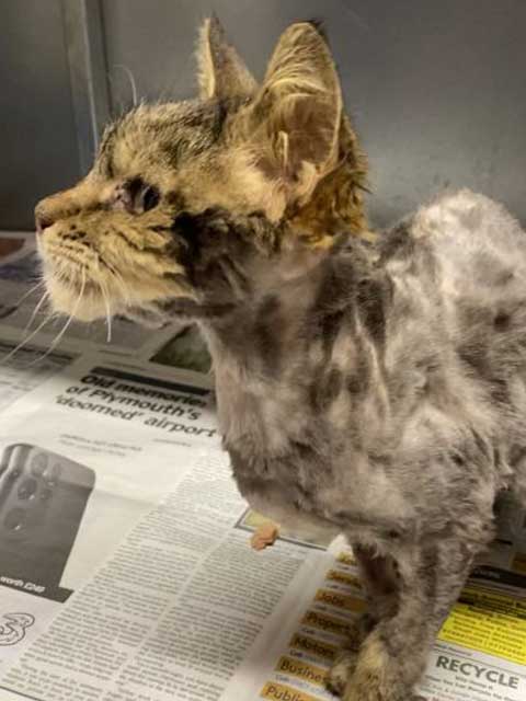 Ethel the elderly cat in need of help