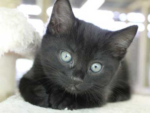 Little black kitten with big bright eyes