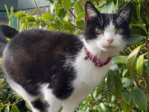 A little black and white cat with a pink collar