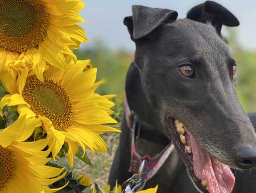 Black Lurcher and sunflowers