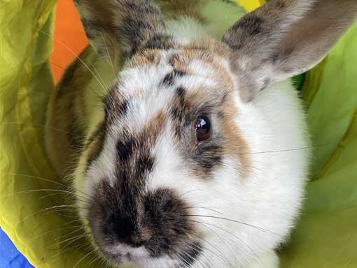 Brown and white rabbit in a yellow tube