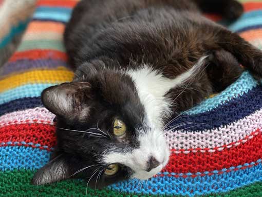 Cute black and white cat on a multi-coloured blanket