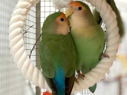 Little Parrotlet's cuddled on a circular rope