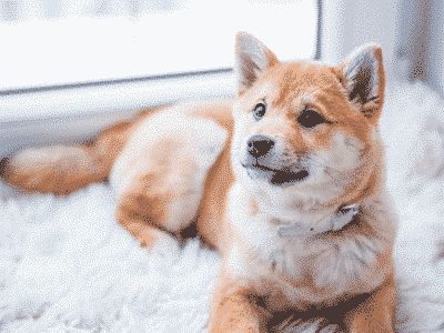 pedigree dog sat on rug