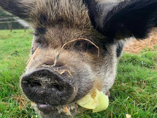 Pig eating vegetables