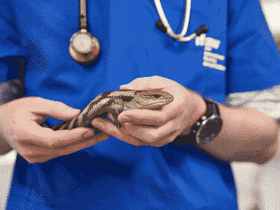 Vet holding a lizard