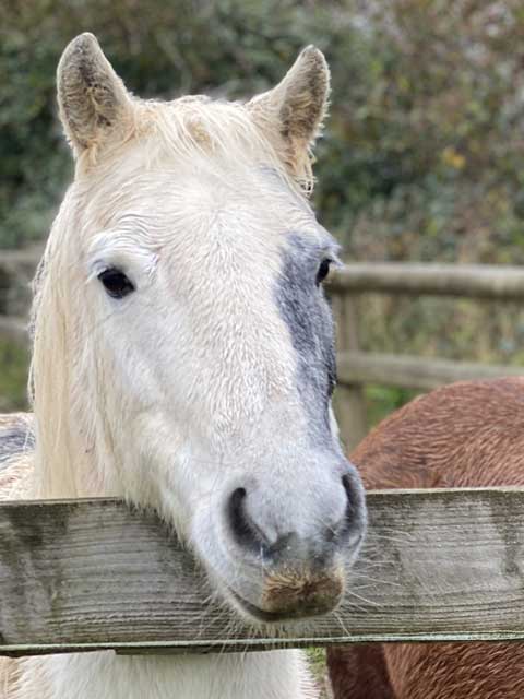 Barney, Fallon and Whisper