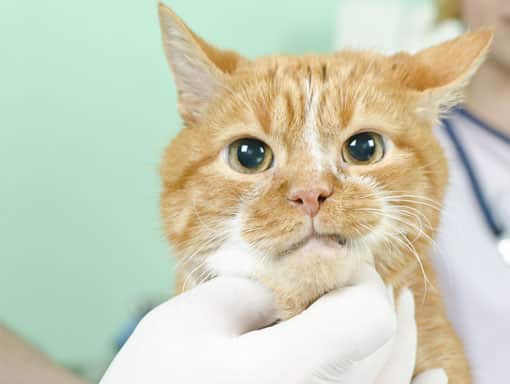 Cat getting rub at the vets