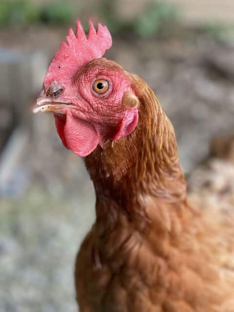 Chickens