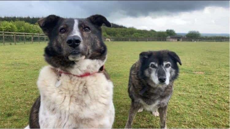 Nelly the dog looking at you