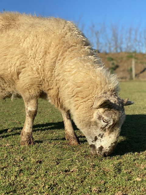 Picture of one of the sheep Iggle and Piggle