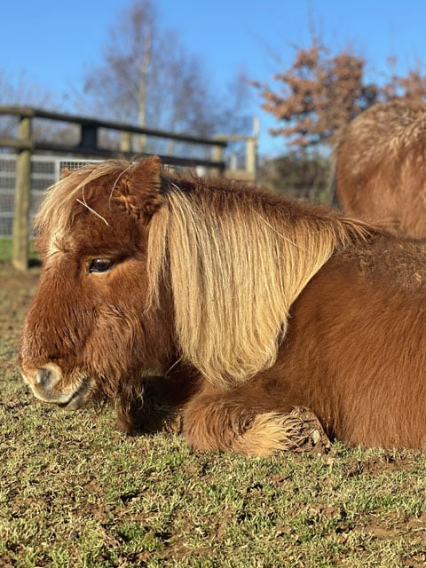 Max and Amos horses