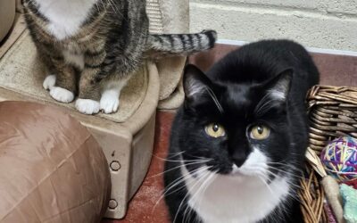Sid and Saffy (Ferals)