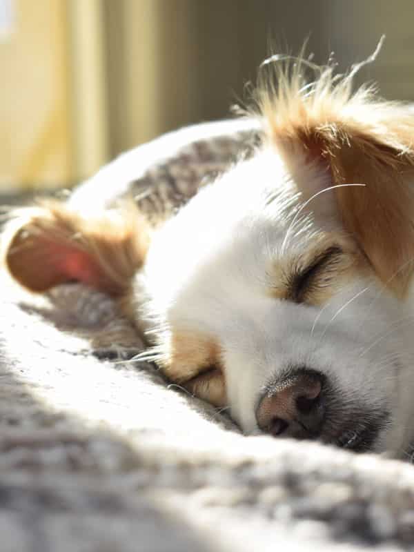 An older dog sleeping in bed