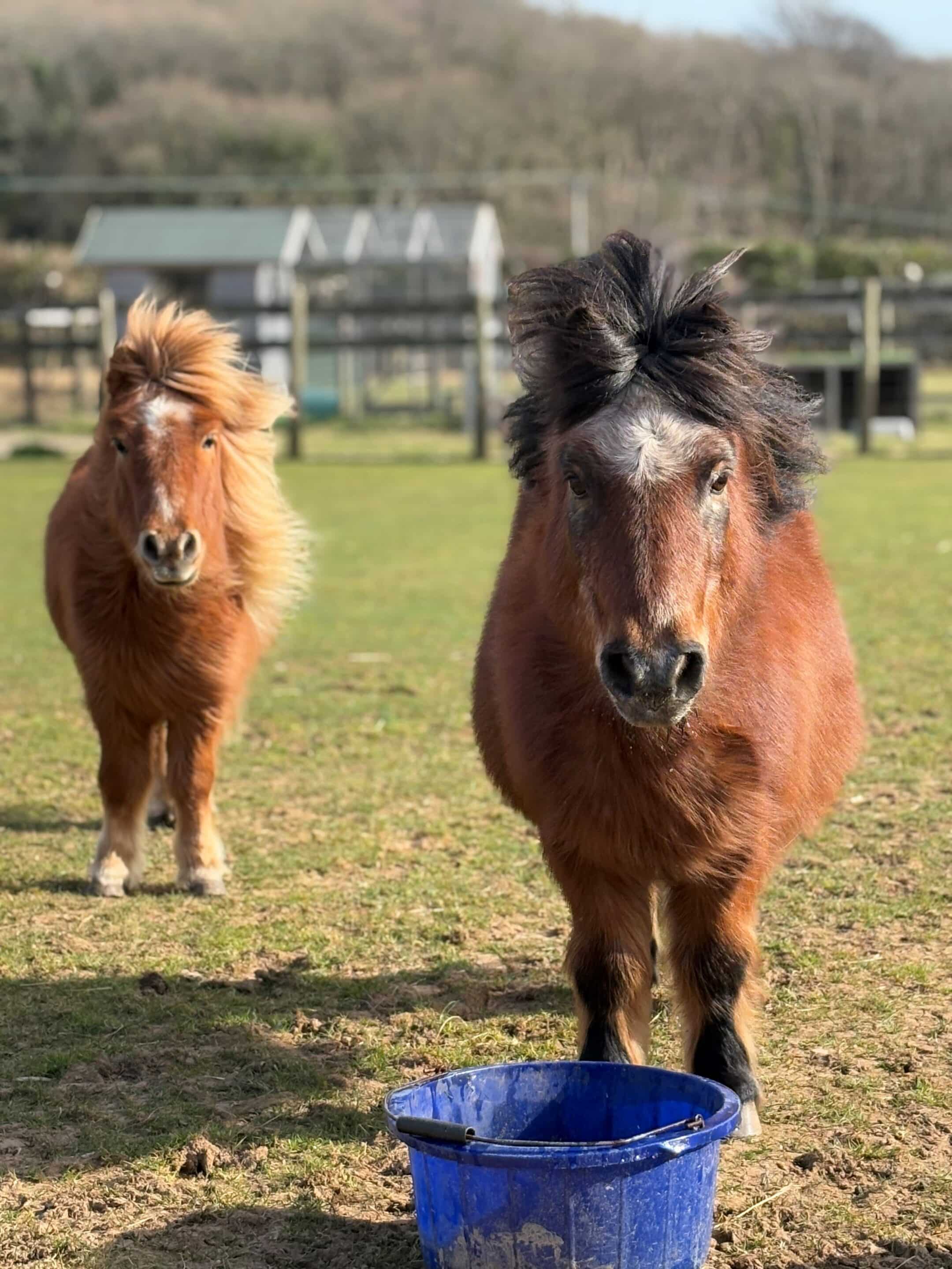 max and amos