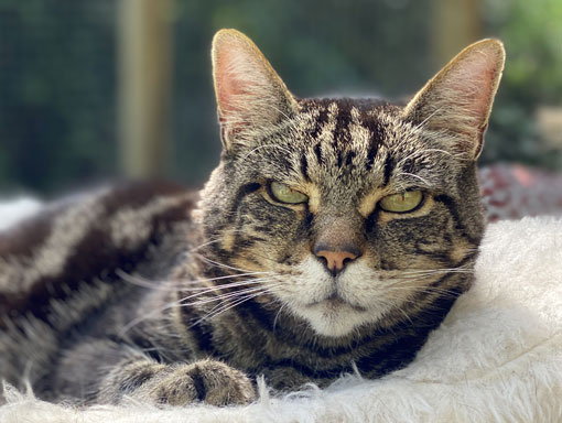 Cat snoozing in bed