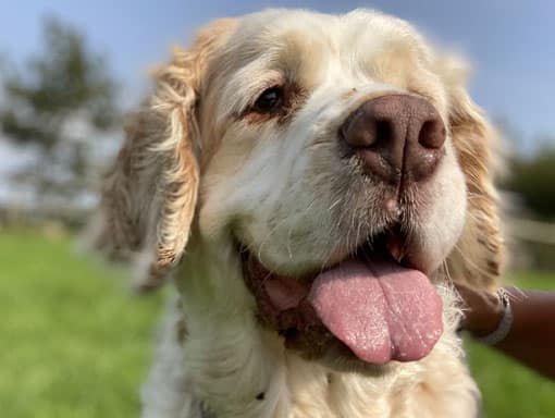 Happy dog close up