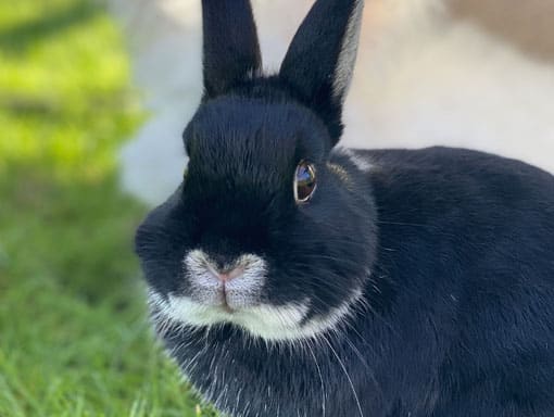 Rabbit outside close up