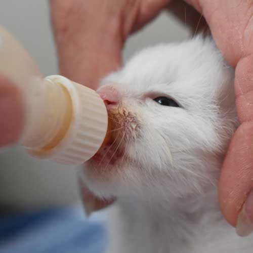 A little kitten being fed and supported due to money raised through memberships
