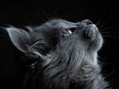 Black cat looking up