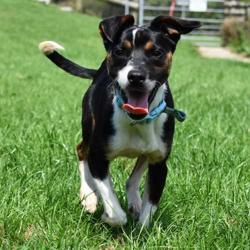 Oreo the dog thanking you for joining the adopters club