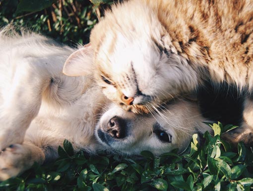 Cat and dog snuggling