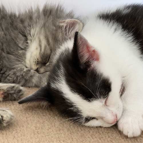 Two cute kittens that have benefited from a donation to Woodside Sanctuary