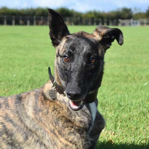 Yuko the dog enjoying life due to money raised through memberships