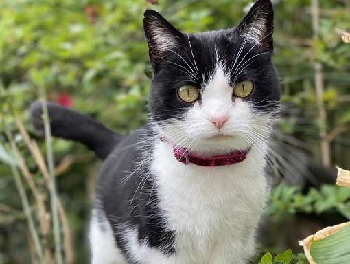 Our cute black and white cat April, hoping you will sponsor us.