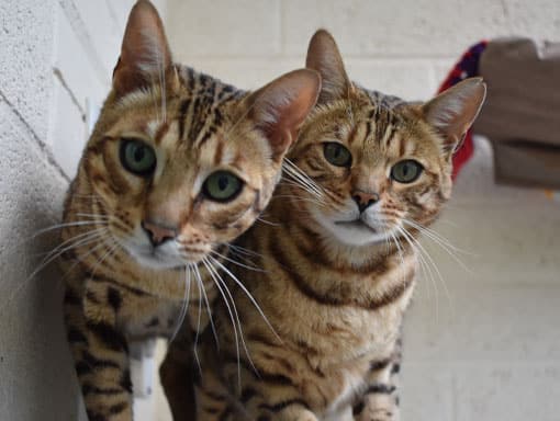 Buzz and Woody our resident cats hoping you will sponsor P.A.W.S