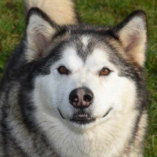 Loki the Malamute hoping you will sponsor us