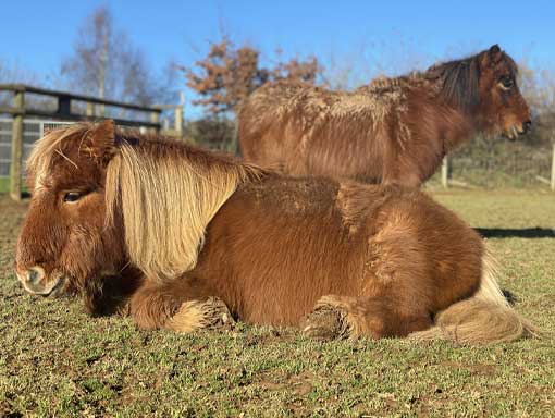 Two of our resident ponies