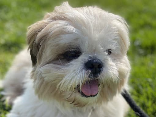 A lovely little white dog enjoying the grass