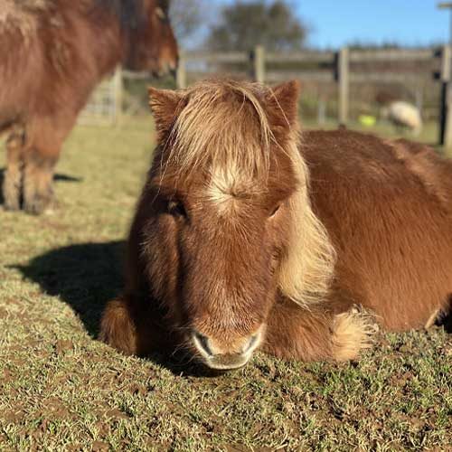 One of our ponies benefiting from your kind sponsorship