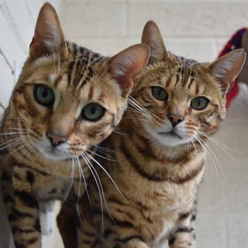 Buzz and Woody, our resident cats thanking you for your P.A.W.S sponsorship.