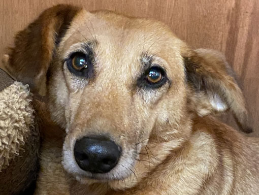Lucky one of our resident dogs in need of pen sponsorship Lucky one of our resident dogs in need of pen sponsorship