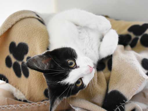 Smartie the cat on his blanket