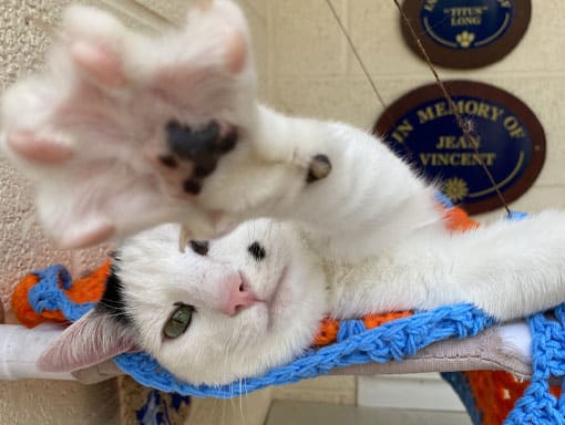 One of our cats with an outstretched paw at the Sunnyside Cat Unit