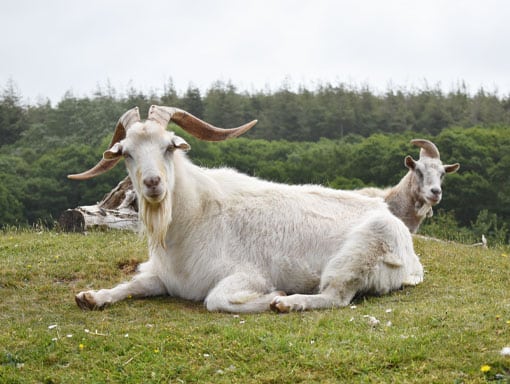 The Hill Billies, our resident goats hoping you can help with sponsorship.