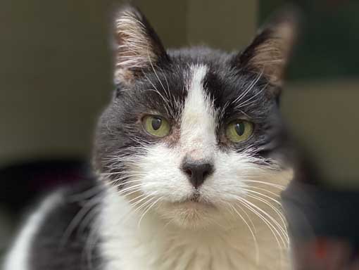 A beautiful black and white cat looking at you