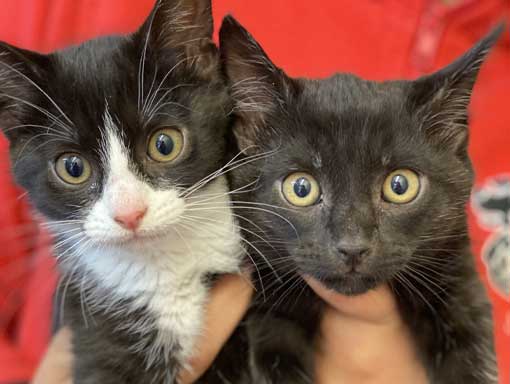 Two cute little black kittens begin held by a member of Woodside staff