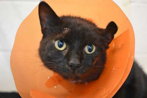 Dippy the female short-haired black cat.