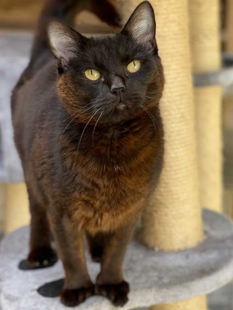 Flash, a lovely black male cat in need of sponsorship.