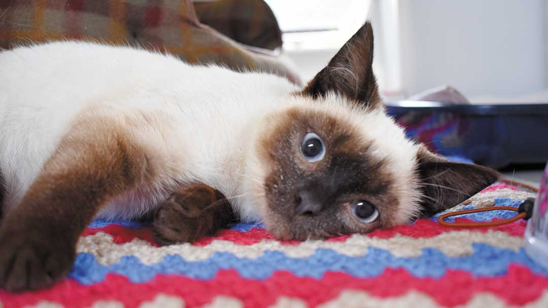 Woodside cats sales and dogs home