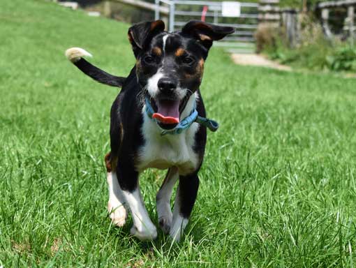 Oreo the dog running