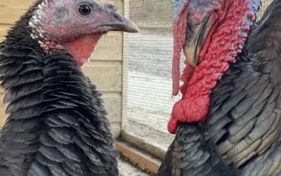 Paul and Linda McTurkey