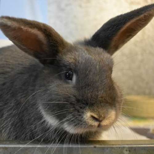 Ludwig the rabbit hoping you will sponsor us.