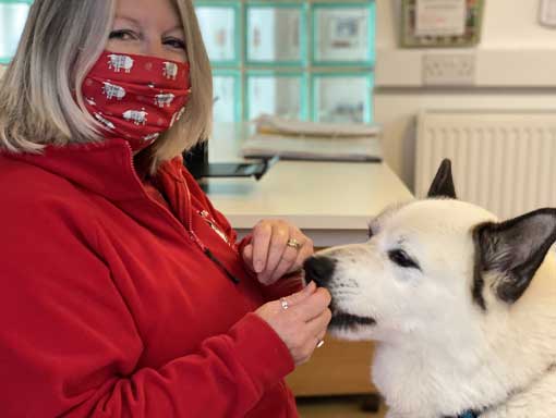 Member of Woodside staff feeding a dog a treat