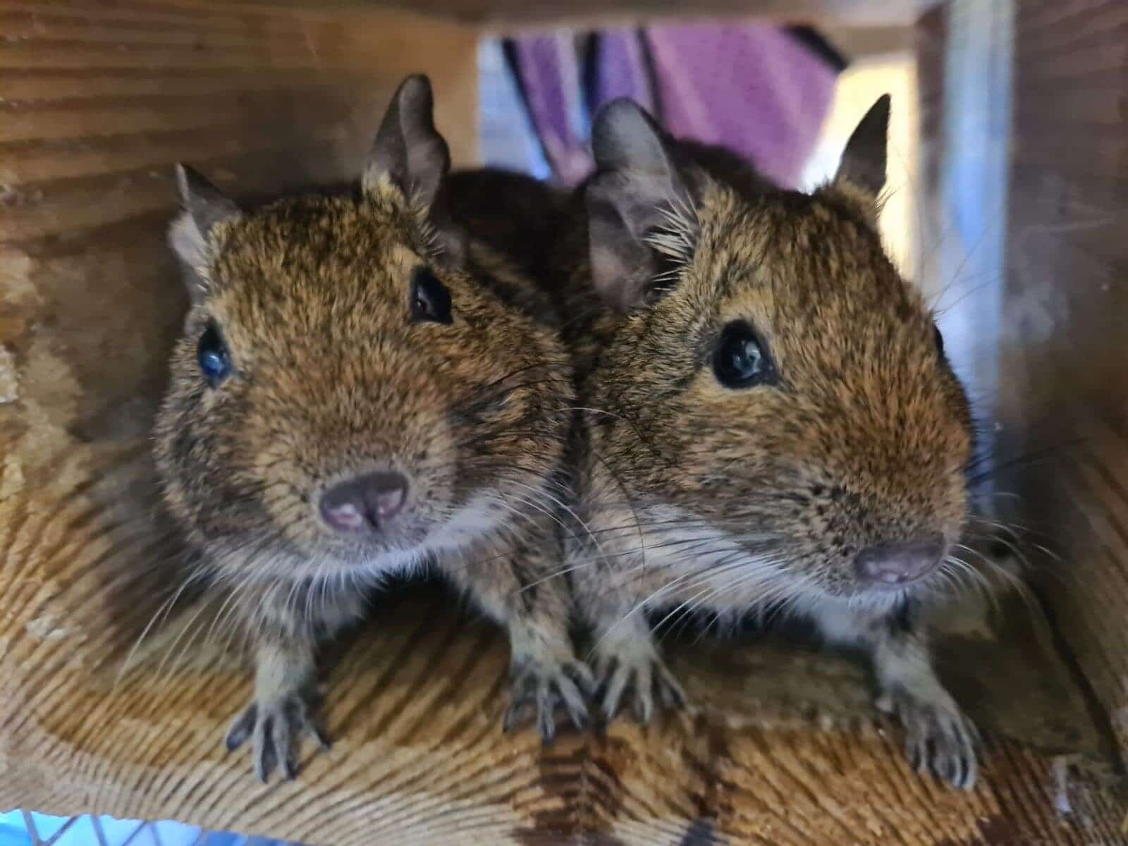 degus