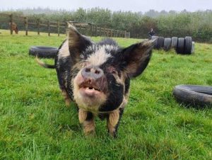 One of our lovely pigs Miss Waggs enjoying themselves in the grass
